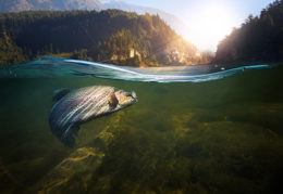 Fish in River Biota Tissue Analysis Pace Analytical