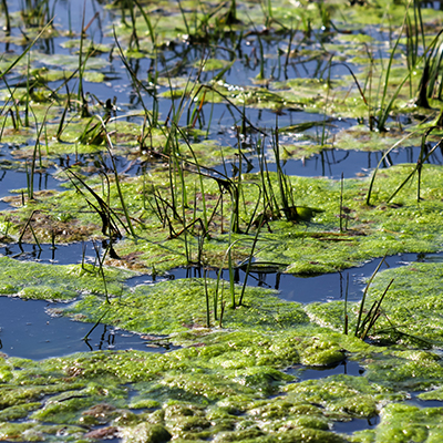Pace Surface Water Wetlands image