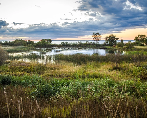 wetlands at dusk. Surface Water, Surface Water Testing, Surface Water Pollutants, Surface Water Treatment Rule, Surface Water Contaminants