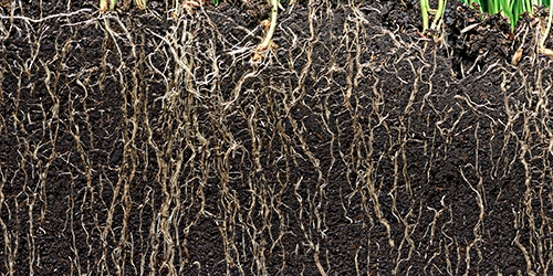 roots growing through soil, close up of dirt and organic material. Vapor Intrusion, Soil Gas sampling, Soil Vapor extraction, Soil Vapor Sampling, What is vapor intrusion?