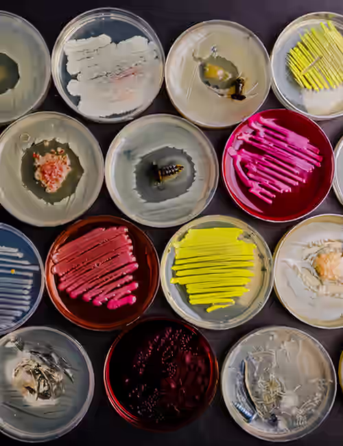 Top-down view of multiple open paint pots with bright, smeared colors ready for painting
