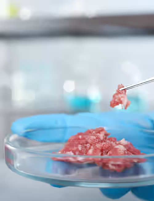 Gloved hand using forceps to place a pink tissue sample on a glass petri dish in a laboratory.