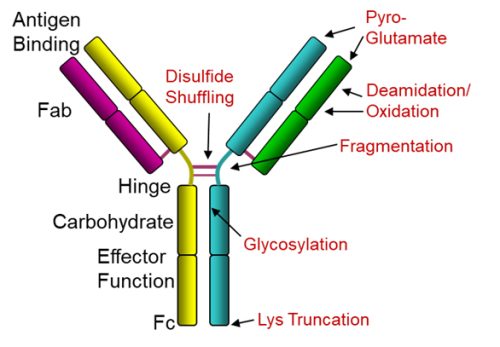 Antigen Binding Antigen Binding